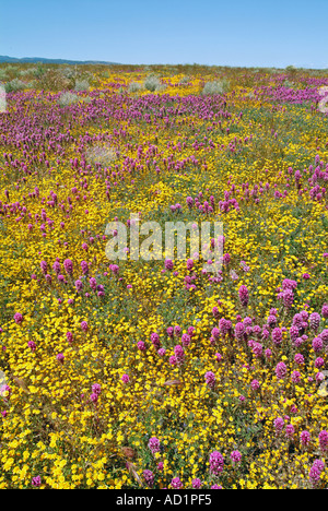 California ranuncolo Ranunculus californicus, Salvia carduacea, il tarassaco, pebble puntaspilli, goldfields, lupino, papaveri, Foto Stock