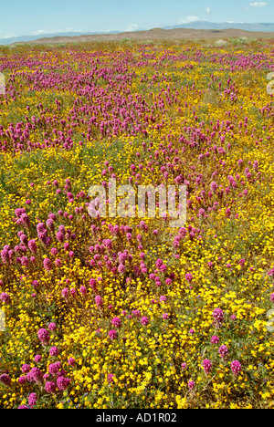 California ranuncolo Ranunculus californicus, Salvia carduacea, il tarassaco, pebble puntaspilli, goldfields, lupino, papaveri, Foto Stock