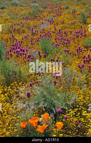 California ranuncolo Ranunculus californicus, Salvia carduacea, il tarassaco, pebble puntaspilli, goldfields, lupino, papaveri, Foto Stock