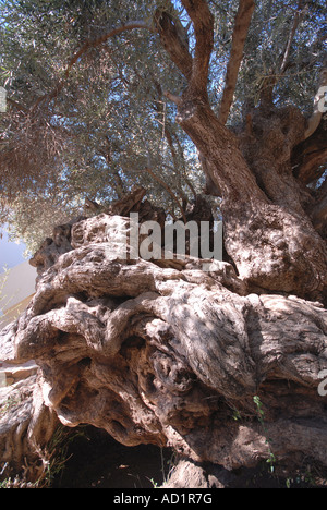 Creta tre mila anni vecchio Olivo in Ano Vouves nella provincia di Hania Foto Stock