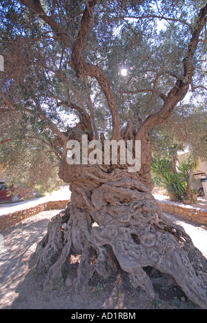 Creta tre mila anni vecchio Olivo in Ano Vouves nella provincia di Hania Foto Stock