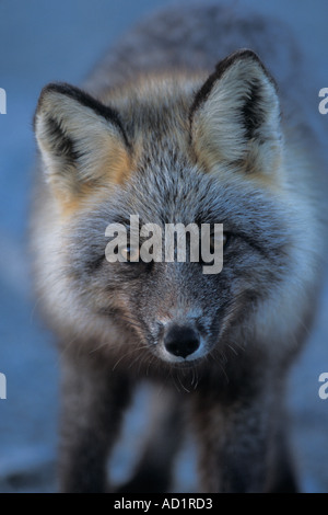 Volpe rosse Vulpes vulpes attraversano la fase volpe North Slope della catena Brooks in Alaska Foto Stock