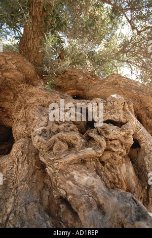 Creta tre mila anni vecchio Olivo in Ano Vouves nella provincia di Hania Foto Stock