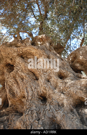 Creta tre mila anni vecchio Olivo in Ano Vouves nella provincia di Hania Foto Stock