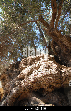 Creta tre mila anni vecchio Olivo in Ano Vouves nella provincia di Hania Foto Stock