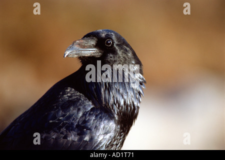 Corvo comune Corvus cryptoleucus versante nord del Brooks Range Arctic Alaska Foto Stock