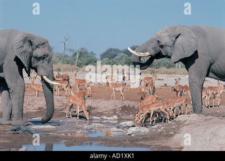 Due coppia bull elefanti la condivisione di un fiume con un branco di Impala Savuti Botswana Sud Africa meridionale Foto Stock