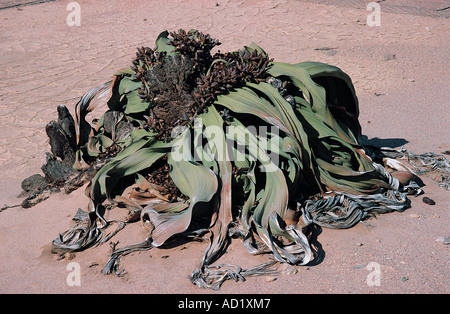 Welwitschia antico impianto sulla pianura Welwischia vicino a Swakopmund Namibia Africa del sud-ovest Foto Stock