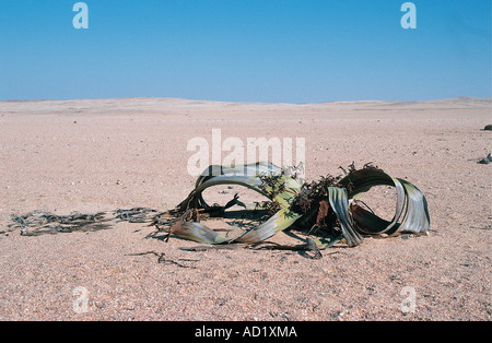 Welwitschia antico impianto sulla pianura Welwischia vicino a Swakopmund Namibia Africa del sud-ovest Foto Stock