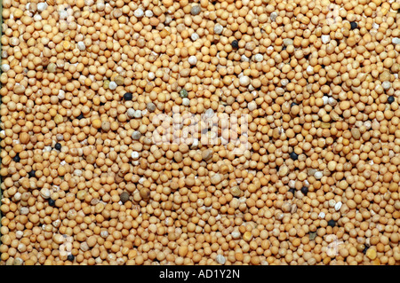 Brassica nigra nero Semi di senape Foto Stock