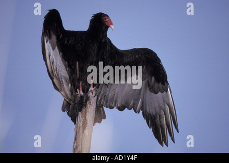 La Turchia vulture Cathartes aura asciugando le sue ali Everglades National Park Florida Foto Stock