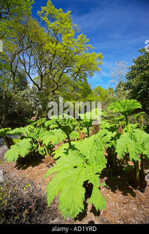 Rabarbaro gigante che cresce in Clyne giardini, nella città di Swansea, Wales, Regno Unito Foto Stock