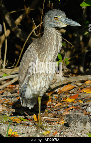 I capretti giallo coronata nitticora Nyctanassa violacea Ding Darling NWR Sanibel Island Florida USA Foto Stock