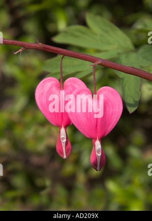 Spurgo cuori dicentra spectabilis fiori Foto Stock