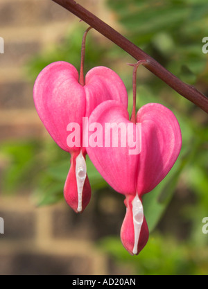 Spurgo cuori dicentra spectabilis fiori Foto Stock