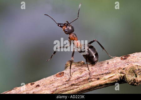 Legno formica rufa impennarsi sul larice ramoscello Maulden legno Bedfordshire Foto Stock