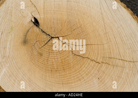 Di recente il taglio di log di cenere che mostra la crescita annuale di anelli con cuore in legno e scuote evidente nel centre REGNO UNITO Foto Stock