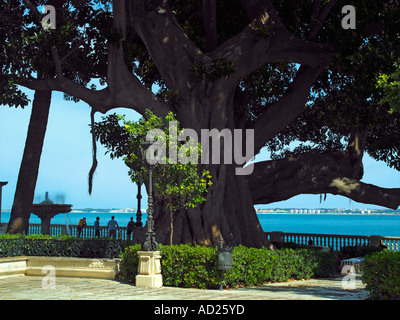 Un gigantesco albero di gomma in Cadiz Foto Stock