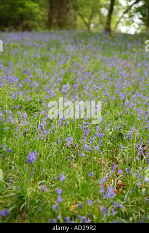 Bluebells nella radura boschiva vicino al Little Langdale, Lake District, Cumbria, Inghilterra Foto Stock