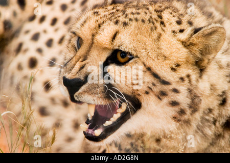 Ululano Cheetah , Fondazione Africat, l'Okonjima, Namibia, Sud Africa occidentale Foto Stock