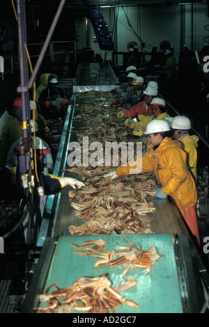 Elaborazione di grancevole artiche o tanner crab Chionoecetes bairdi Akutan in Alaska Foto Stock