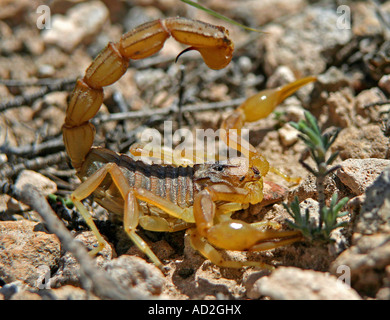 Scorpione del mediterraneo Foto Stock