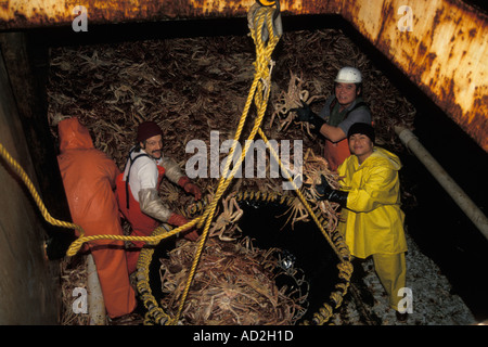 Elaborazione di granchio della neve o tanner granchio bairdi Chioecetes fuori carico in Akutan Alaska Foto Stock