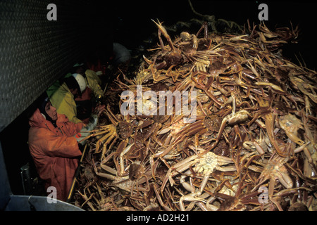 Trident Seafood dock grancevole artiche o tanner granchio bairdi Chinonectes elaborazione Akutan in Alaska Foto Stock