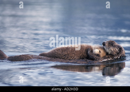 Sea Otter Enhydra lutris lutris madre con il pup in segheria Baia di Prince William Sound Alaska Foto Stock