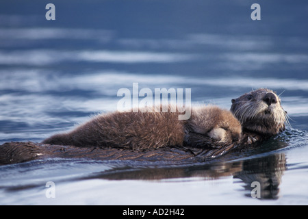 Sea Otter Enhydra lutris lutris madre con il pup Segheria Baia di Prince William Sound Alaska Foto Stock