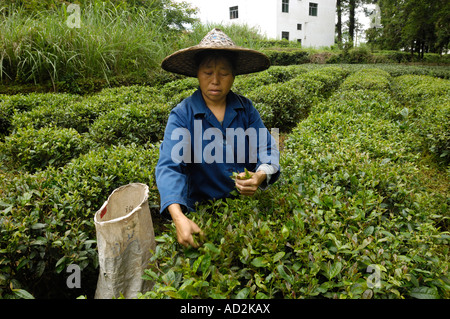 Donna cinese raccolta di piante di tè in Wuyuan, provincia di Jiangxi, Cina. 15 Giu 2007 Foto Stock