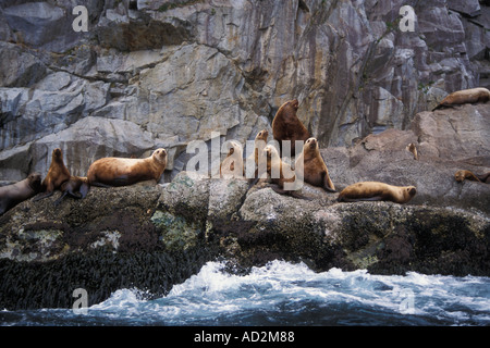 In via di estinzione Steller leoni di mare Eumetopias jubatus prendere il sole nel parco nazionale di Kenai Fjords Resurrecution Bay Alaska Foto Stock