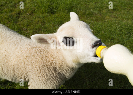 dh mano che alimenta agnelli PECORA AGNELLO UK Orphan succhiando da latte biberon nutrito allevamento agnelli scozzesi mungitura Foto Stock