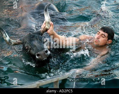 L uomo lo sterzo a Bull torna a riva dopo aver scavalcato da un toro anello adiacente al porto in Moraira Costa Blanca Spagna Foto Stock