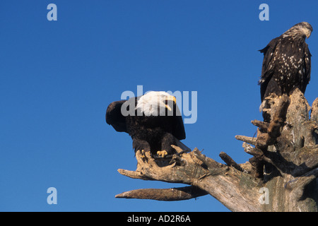 Aquile calve Haliaeetus leuccocephalus adulto e bambino appollaiato sul driftwood Kachemak Bay centromeridionale Alaska Foto Stock