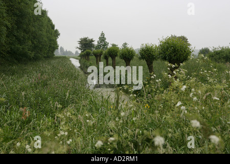 Tipico paesaggio dei polder Olandesi con willow-alberi, erba, alberi e fossati, Paesi Bassi Foto Stock