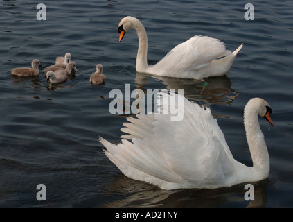 Adulto Cigni (Cygnus olor) Nuoto su un lago di acqua dolce con il loro giovane. Foto Stock