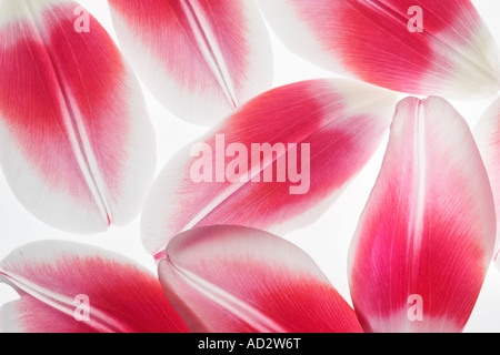 Rosa e bianco petali di tulipano vicino Foto Stock