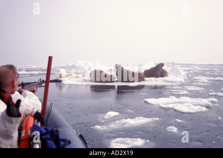 Il gruppo walrus Odobenus rosmarus sul ghiaccio mentre gli scienziati cercano di prelevare un campione di blubber, Bering Sea Alaska Foto Stock