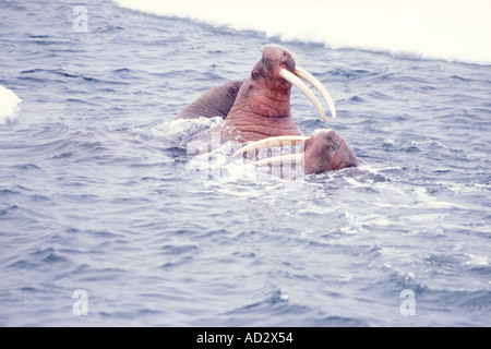 Trichechi Odobenus rosmarus una femmina combattendo contro maschio avanza alla fine della stagione di accoppiamento del mare di Bering Alaska Foto Stock