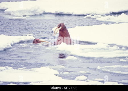 Trichechi Odobenus rosmarus una femmina combattendo contro maschio avanza alla fine della stagione di accoppiamento del mare di Bering Alaska Foto Stock