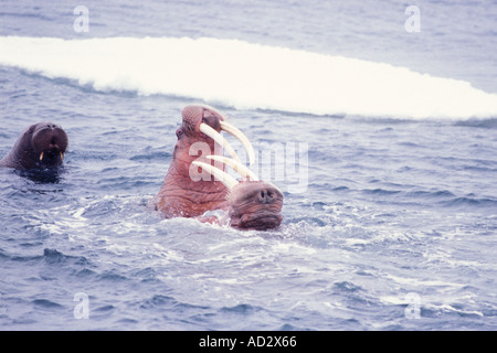 Trichechi Odobenus rosmarus una femmina combattendo contro maschio avanza alla fine della stagione di accoppiamento del mare di Bering Alaska Foto Stock