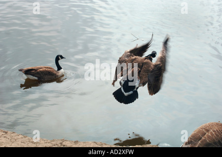 Canada Goose volare su un lago di acqua dolce.(Branta canadensis) Foto Stock