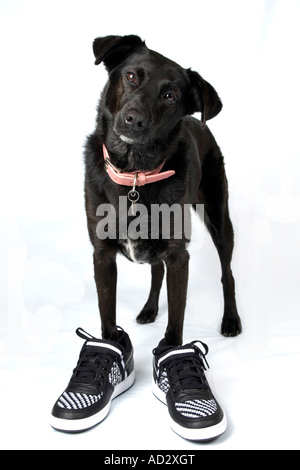 Cane nero indossando dei formatori sulle zampe. Preso in studio. Foto Stock