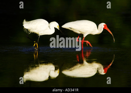 Una alimentazione di partenariato tra un bianco ibis e un airone nevoso Foto Stock