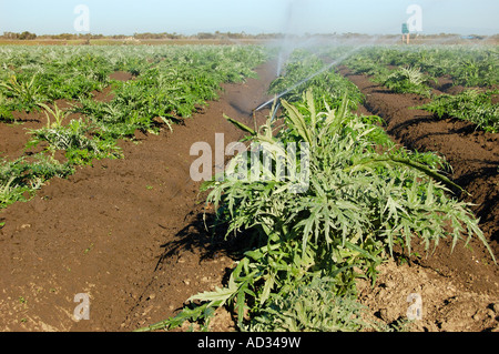 Gli sprinkler nel campo di carciofo vicino a Castroville costa centrale della California Foto Stock