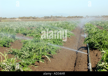 Gli sprinkler nel campo di carciofo vicino a Castroville costa centrale della California Foto Stock