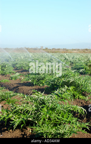 Gli sprinkler nel campo di carciofo vicino a Castroville costa centrale della California Foto Stock