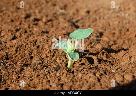 Cetriolo armeno di piantine Foto Stock