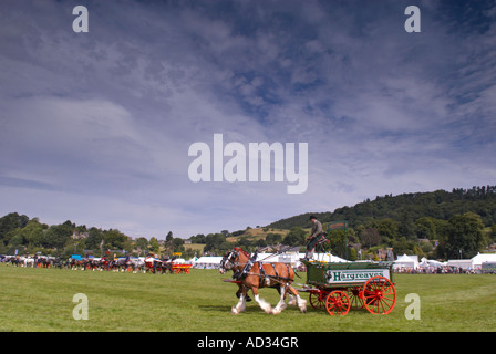 E Drayhorses dray a Bakewell show 2007 nel Derbyshire "Gran Bretagna" Foto Stock